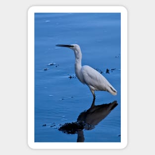 Little Egret Sticker